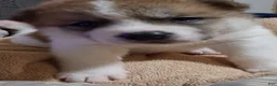 Akita dogs for sale: Cypress - Ad 11