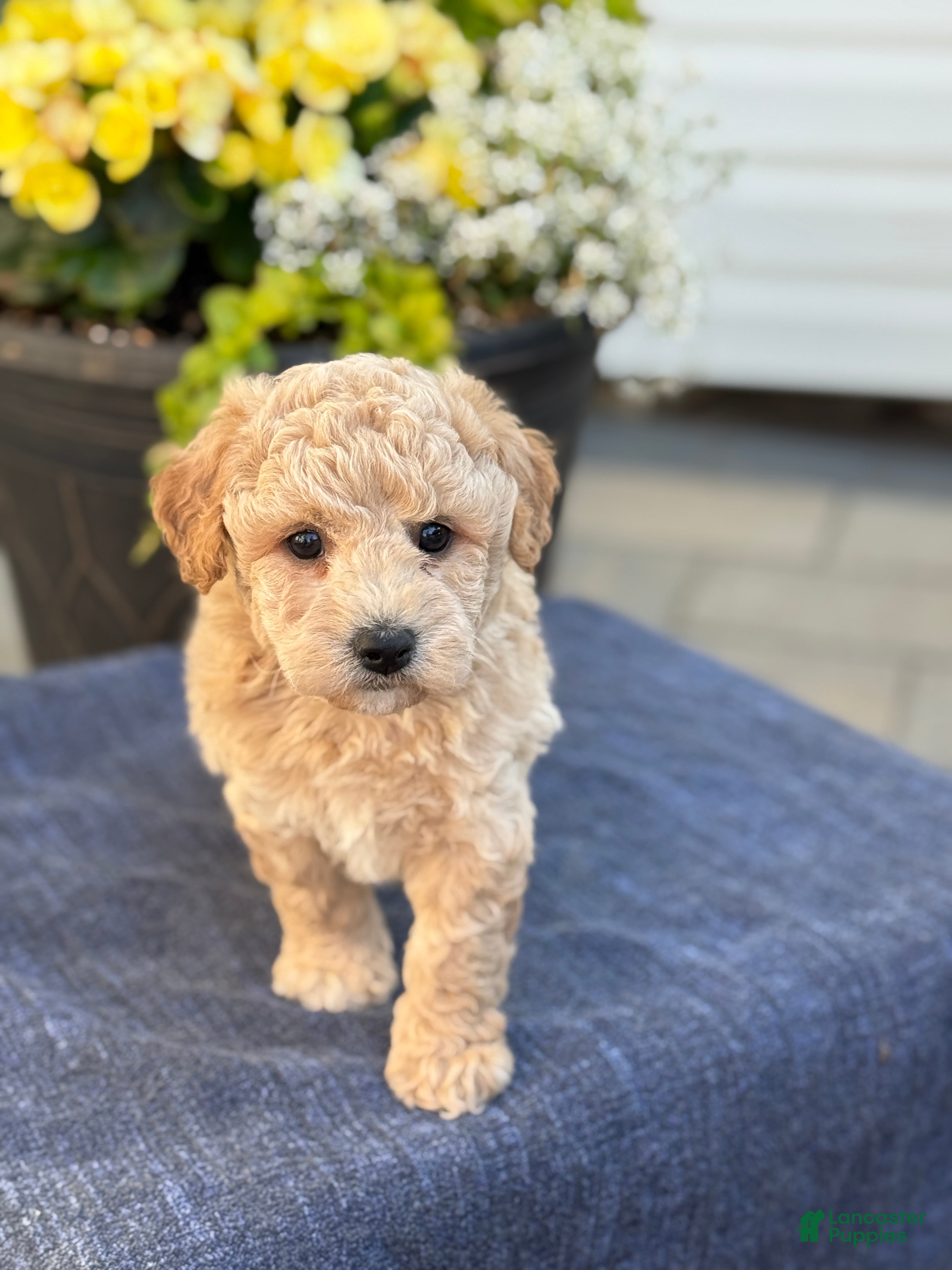 Bichpoo dogs for sale: Ford - Ad 1