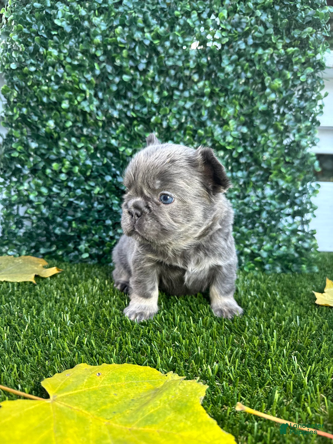 French Bulldog dogs for sale: Summer - Ad 5