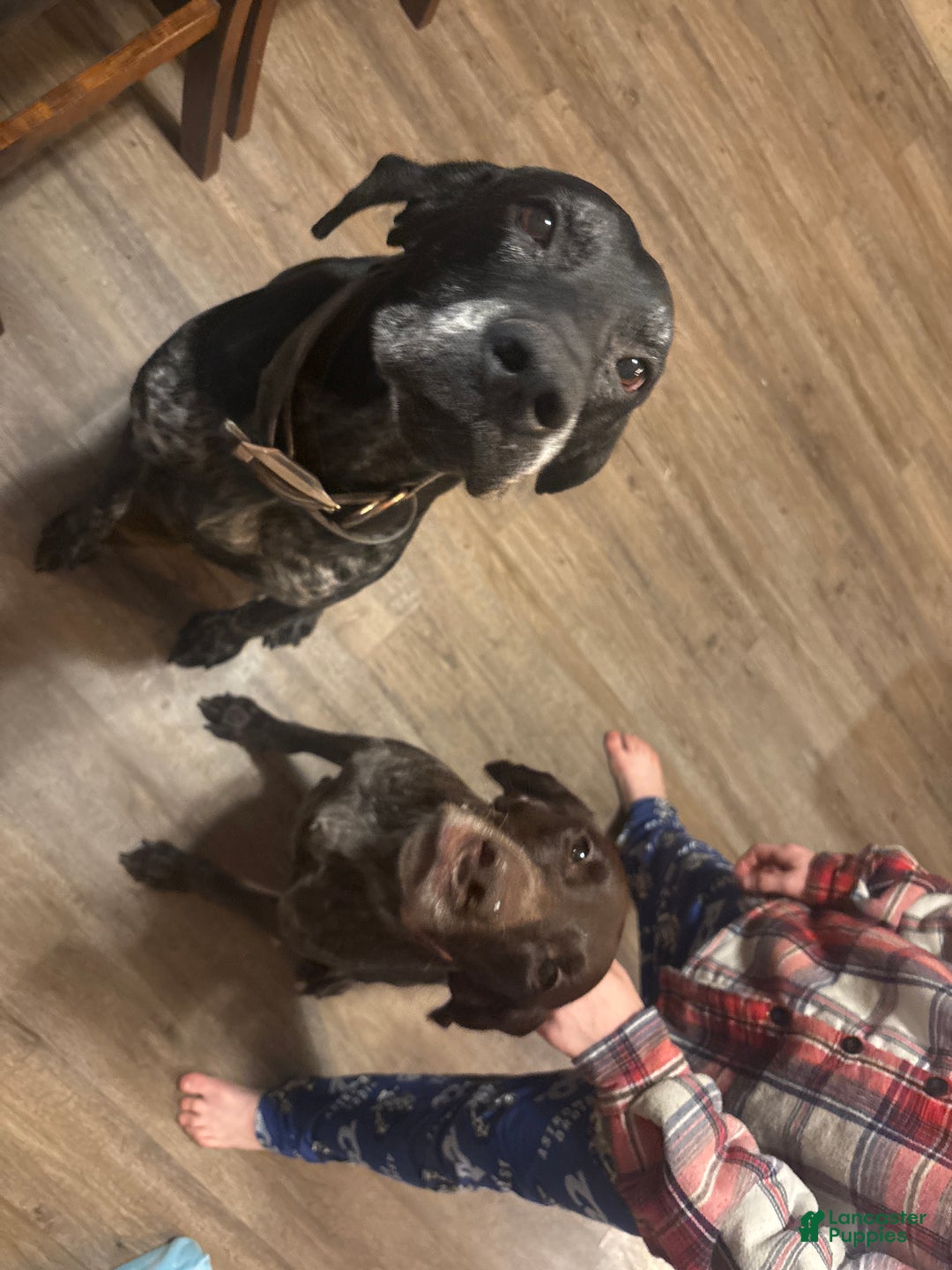 German Shorthaired Pointer dogs for sale: German Shorthaired Pointer Puppy 1 - Ad 4