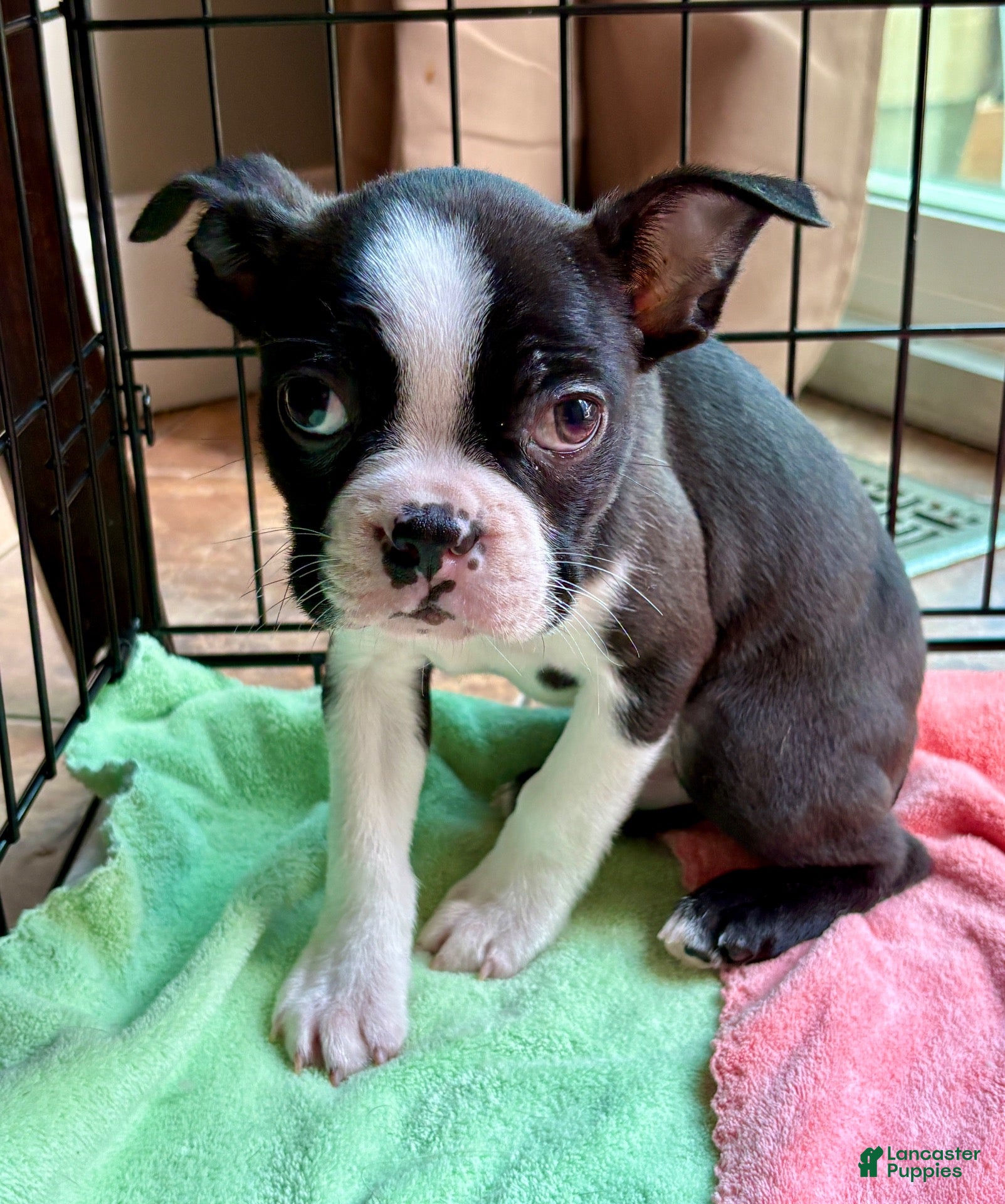 Boston Terrier dogs for sale: Comet  - Ad 2