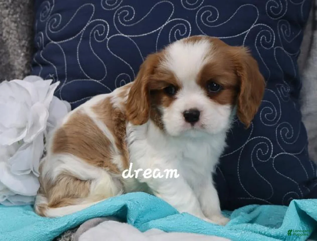 Cavalier King Charles Spaniel dogs for sale: Barclay - Ad 1