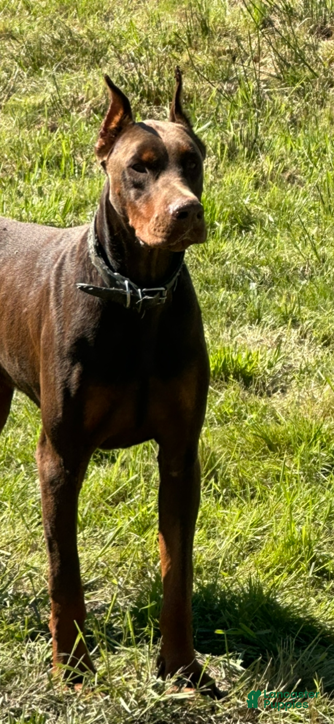 Doberman Pinscher dogs for stud: CESAR STUD  - Ad 1