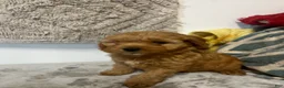 Cavapoo dogs for sale: Jane - Ad 4