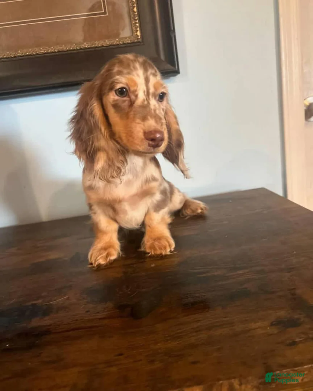 Miniature Dachshund dogs for sale: Miniature Dachshund Puppy 1 - Ad 1