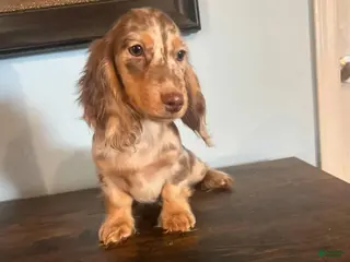 Miniature Dachshund dogs Miniature Dachshund Puppy 1 - Ad 5