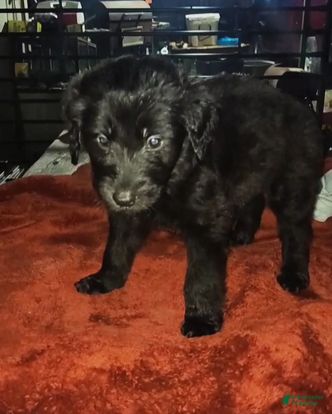 Labradoodle dogs for sale: Oscar - Ad 2