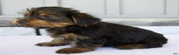 Yorkshire Terrier dogs for sale: Dakota - Ad 5