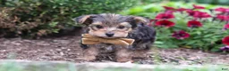 Yorkiepoo dogs for sale: Rhett - Ad 3