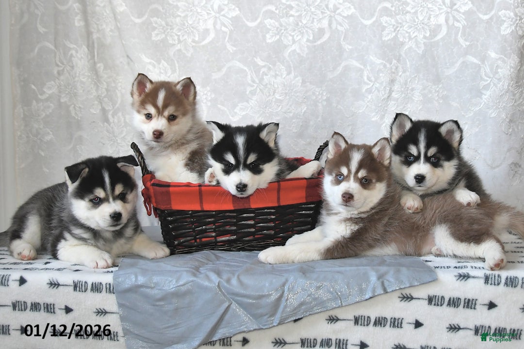 Pomsky dogs for sale: Ace - Ad 3