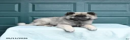 Keeshond dogs for sale: Scout - Ad 2
