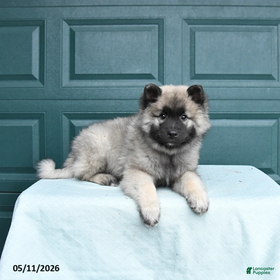 Keeshond dogs for sale: Scout - Ad 2