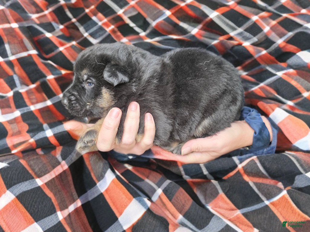 German Shepherd dogs German Shepherd Puppy 1 - Ad 1