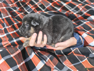German Shepherd dogs German Shepherd Puppy 1 - Ad 3