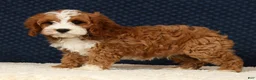 Cavapoo dogs for sale: Eddie - Ad 8