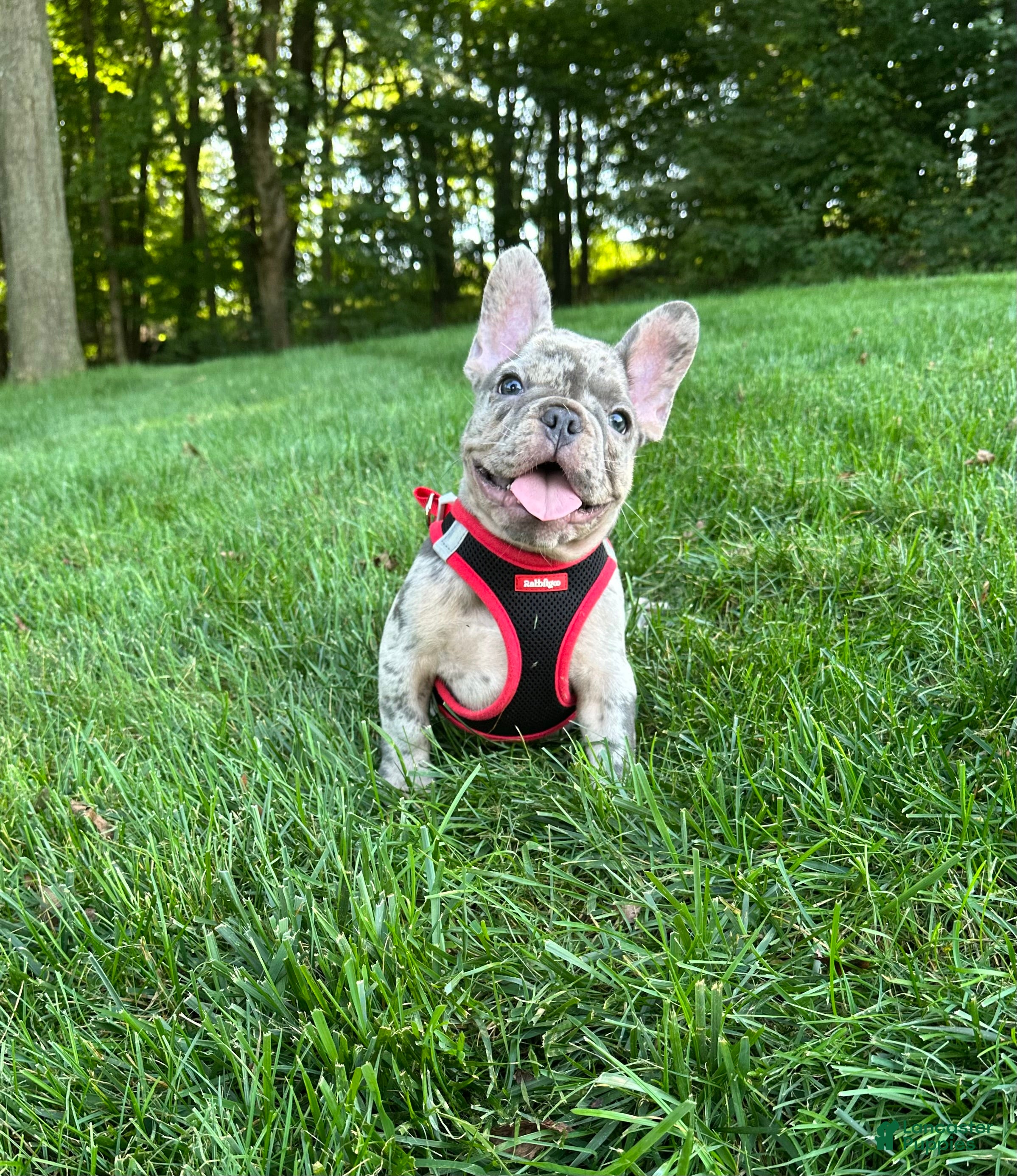 French Bulldog dogs 0scar - Ad 1