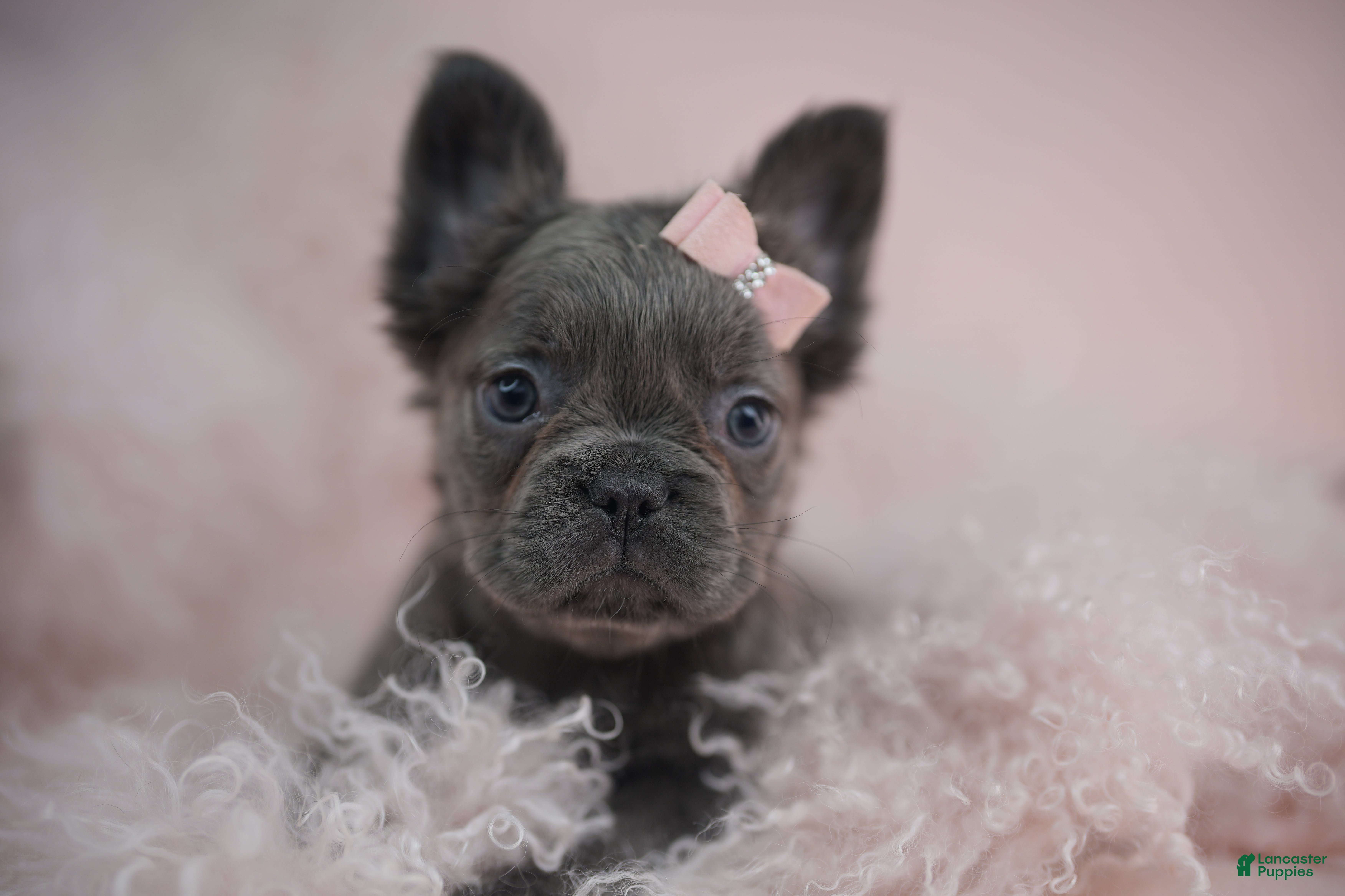 French Bulldog dogs French Bulldog Puppy 2 - Ad 27