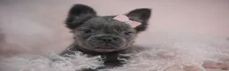 French Bulldog dogs for sale: French Bulldog Puppy 2 - Ad 1