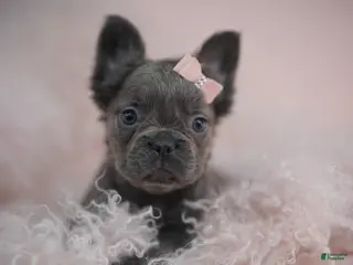 French Bulldog dogs French Bulldog Puppy 2 - Ad 27