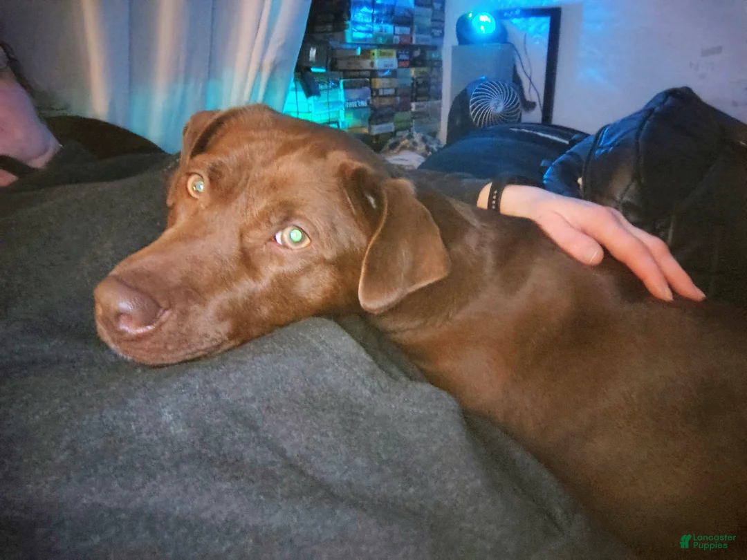 Mixed Breed dogs for sale: Mixed Breed Puppy 2 - Ad 2