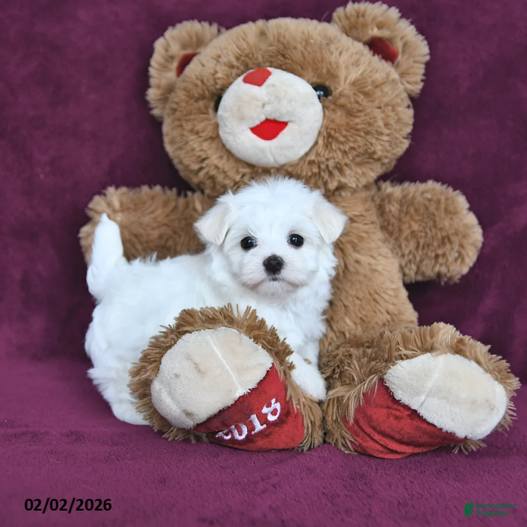 Maltese dogs for sale: Beau - Ad 4