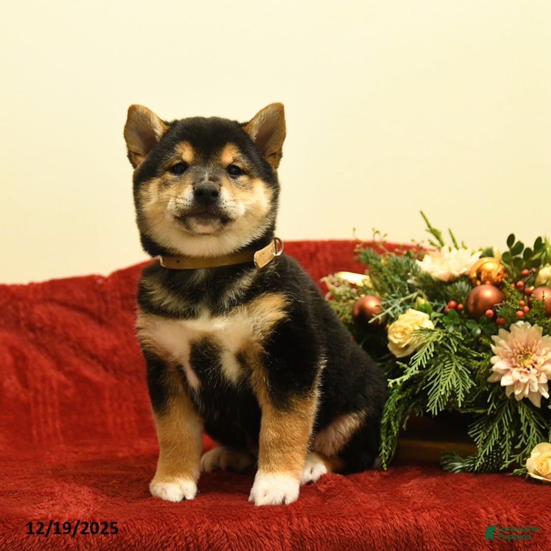 Shiba Inu dogs for sale: Elliot - Ad 2