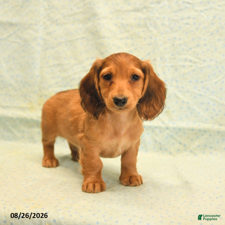 Dachshund dogs Leo - Ad 2