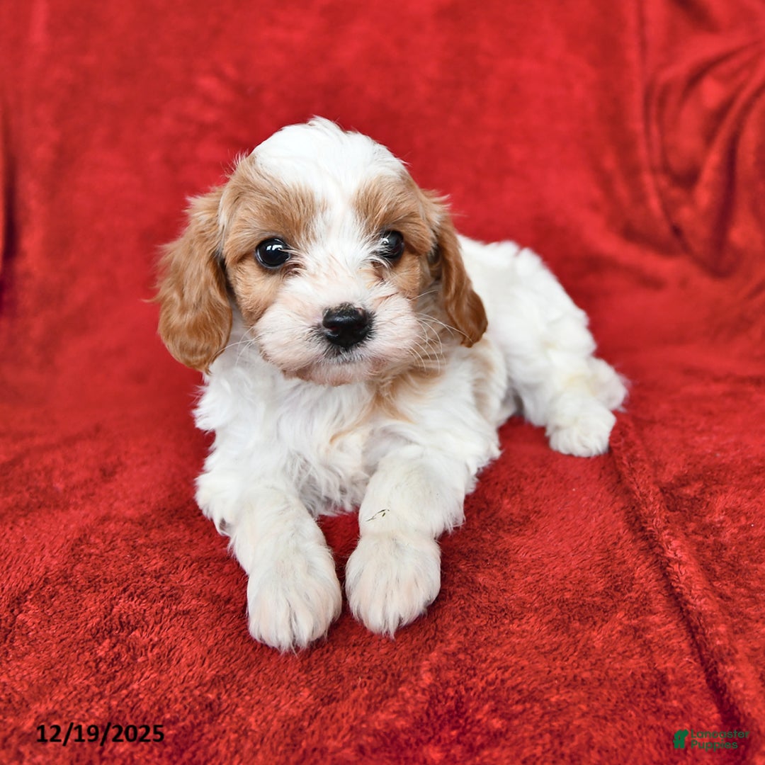 Cavapoo dogs for sale: Alex - Ad 4