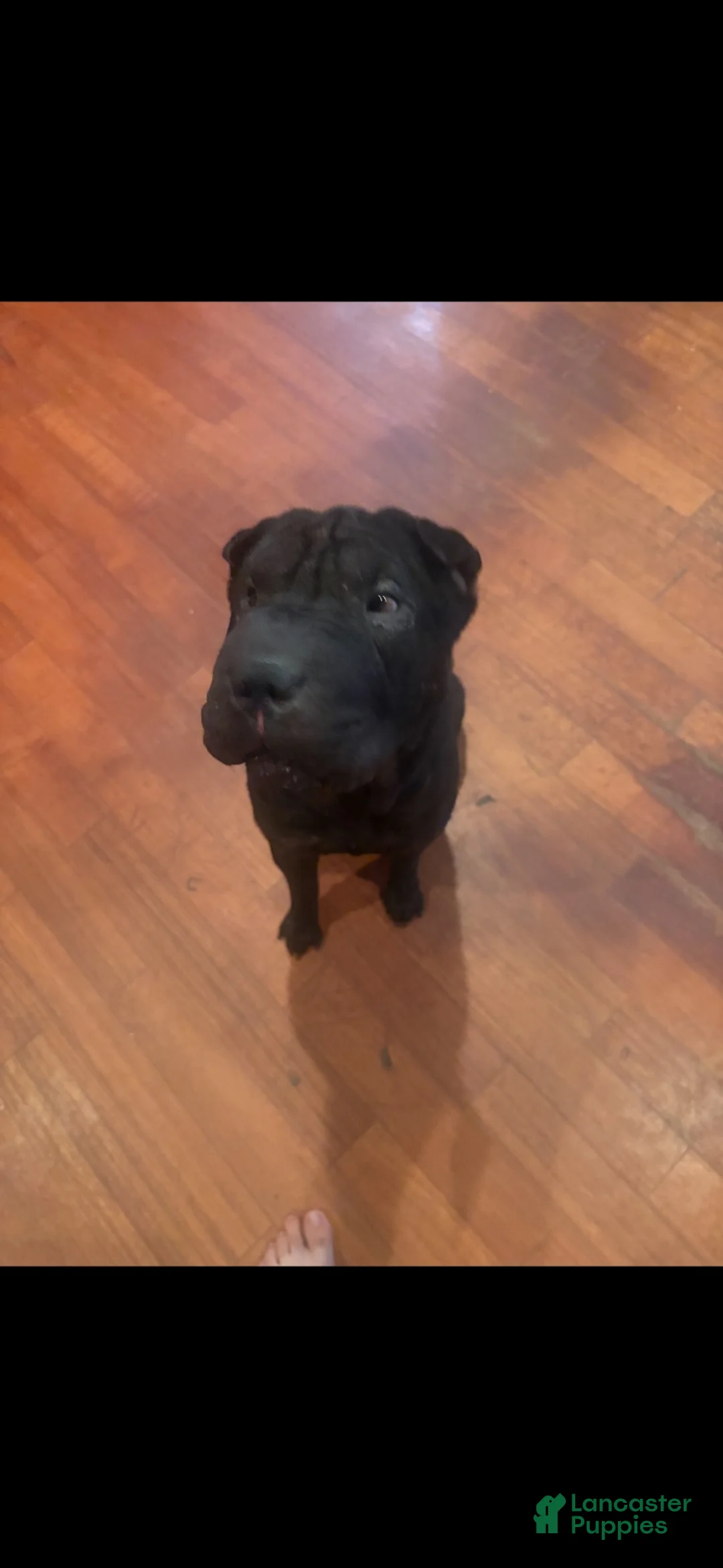 Shar Pei dogs for sale: Shar Pei 2 - Ad 2