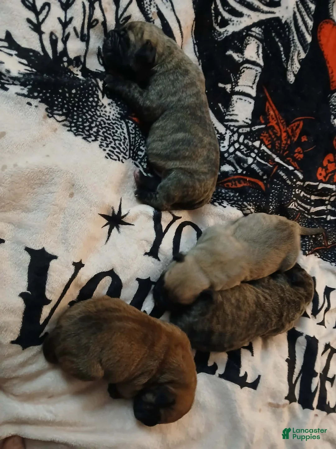 Presa Canario dogs for sale: Presa Canario Puppy 1 - Ad 5