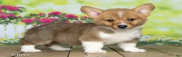 Welsh Corgi Pembroke dogs for sale: Jeffrey - Ad 3