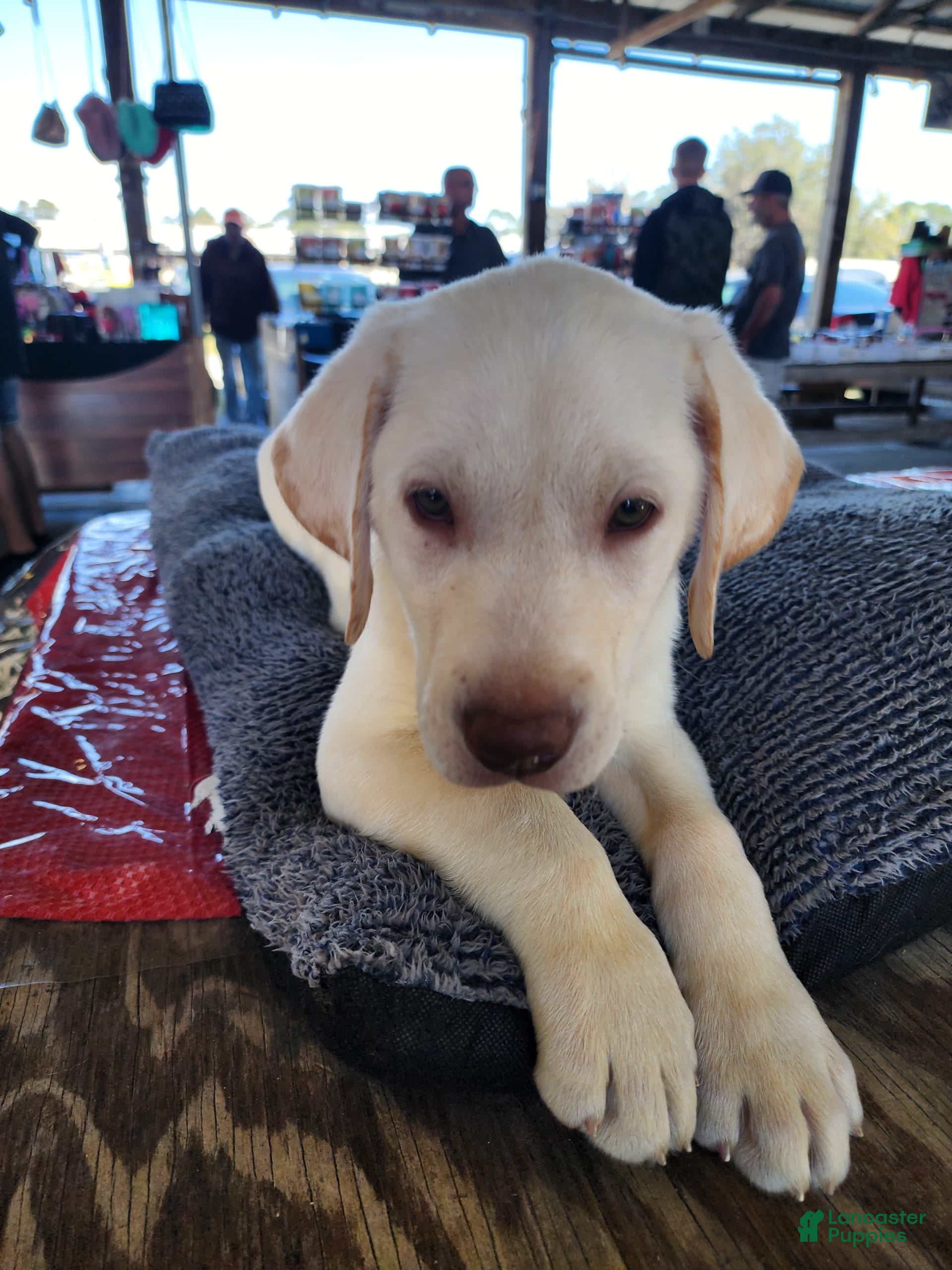 Polar Bear Akc White Lab Puppies For Sale Polar Bear White