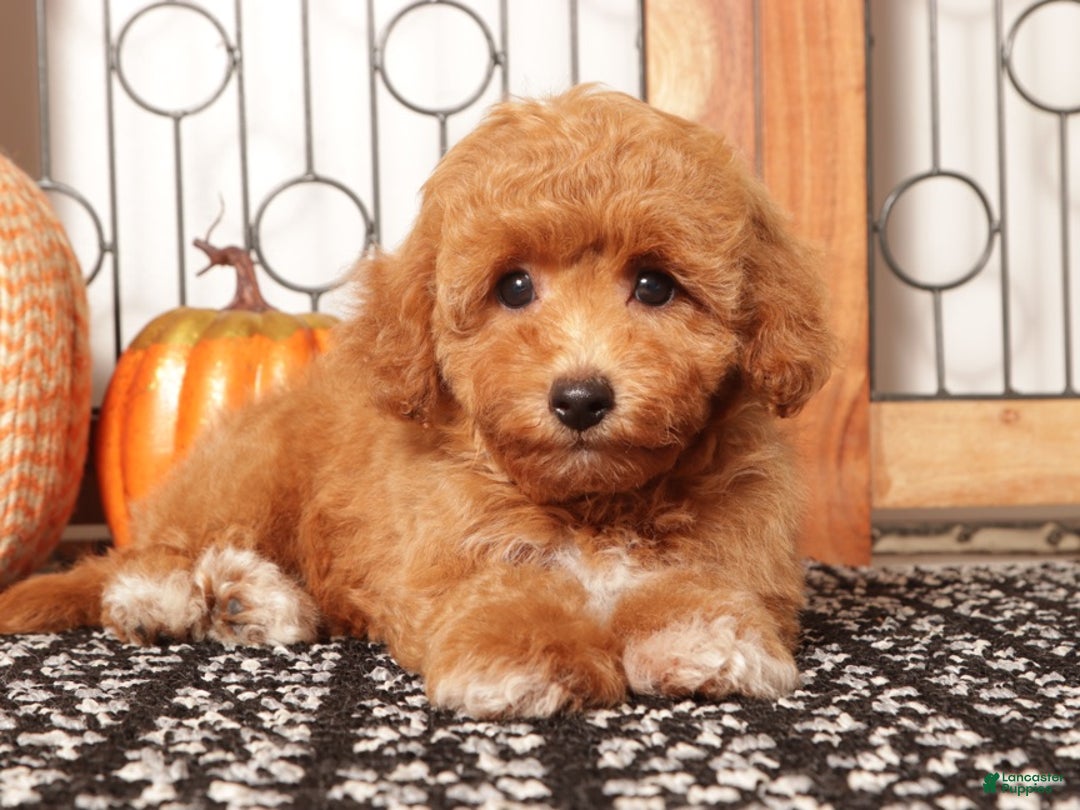 Cavapoo dogs for sale: Lulu Female F1B Cavapoo Puppy - Ad 1