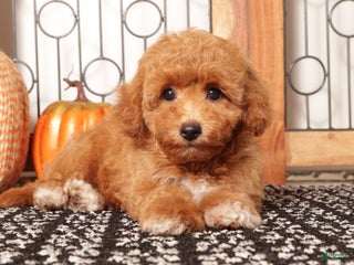 Cavapoo dogs Lulu Female F1B Cavapoo Puppy - Ad 6