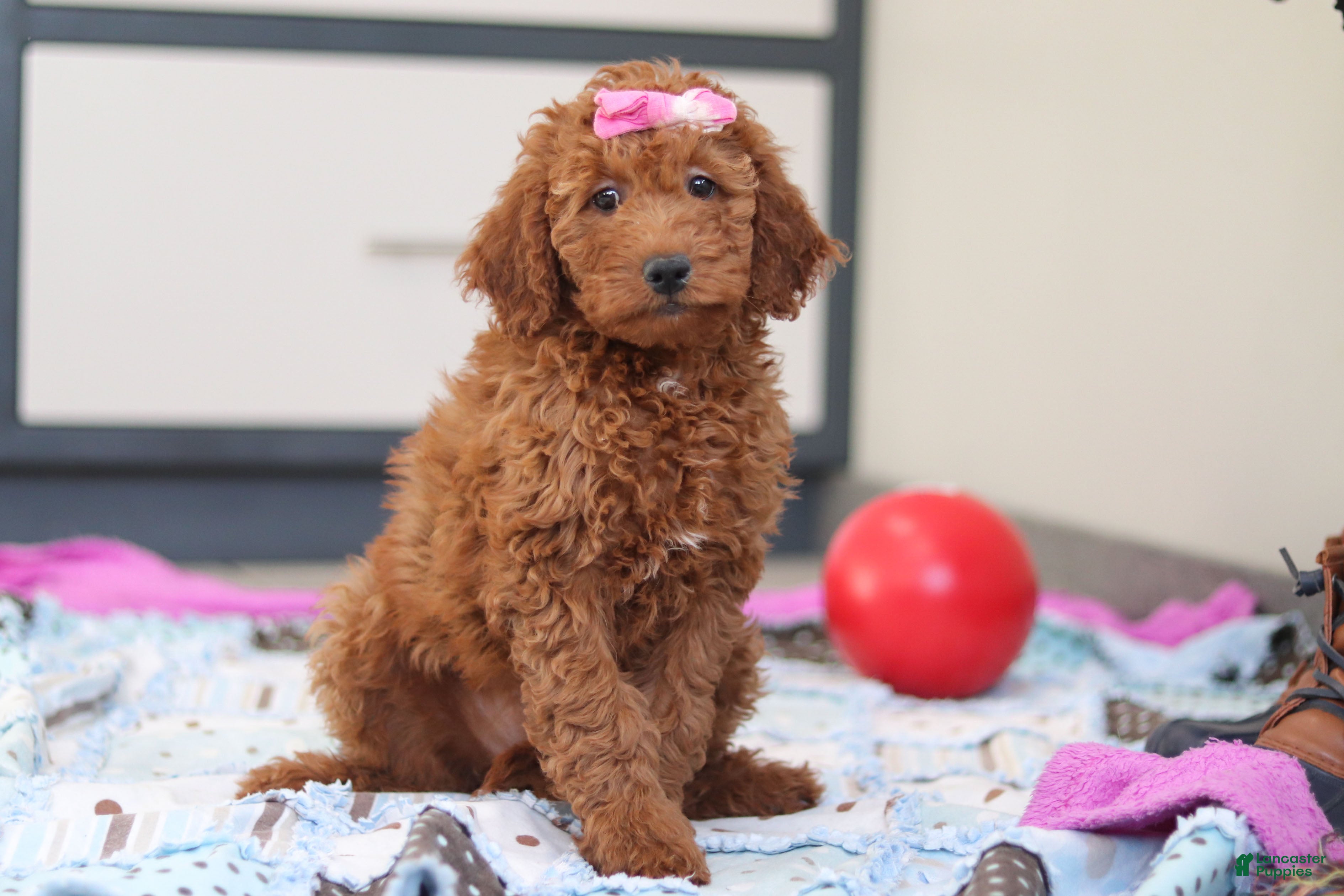 Mini Goldendoodle dogs Gertie – Female (F7925) - Ad 34
