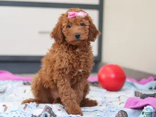 Mini Goldendoodle dogs Gertie – Female (F7925) - Ad 28