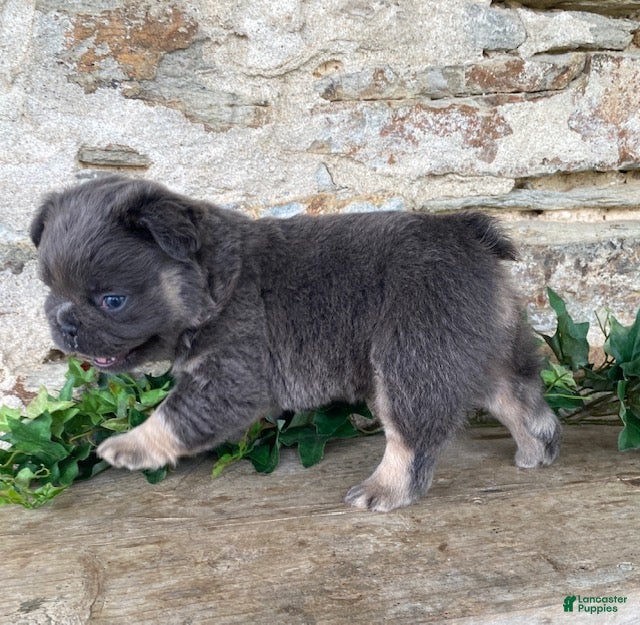 French Bulldog dogs Hank- fluffy - Ad 2