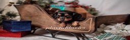 Miniature Dachshund dogs for sale: Purple Collar Black & Tan Dachshund Puppy  - Ad 5