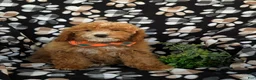 Mini Goldendoodle dogs for sale: Cody Hypoallergenic - Ad 3