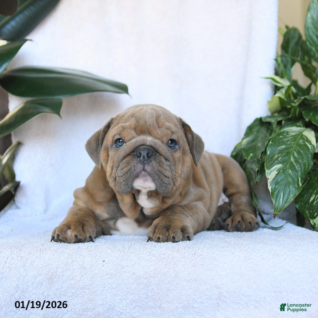 English Bulldog dogs for sale: Valentine - Ad 3