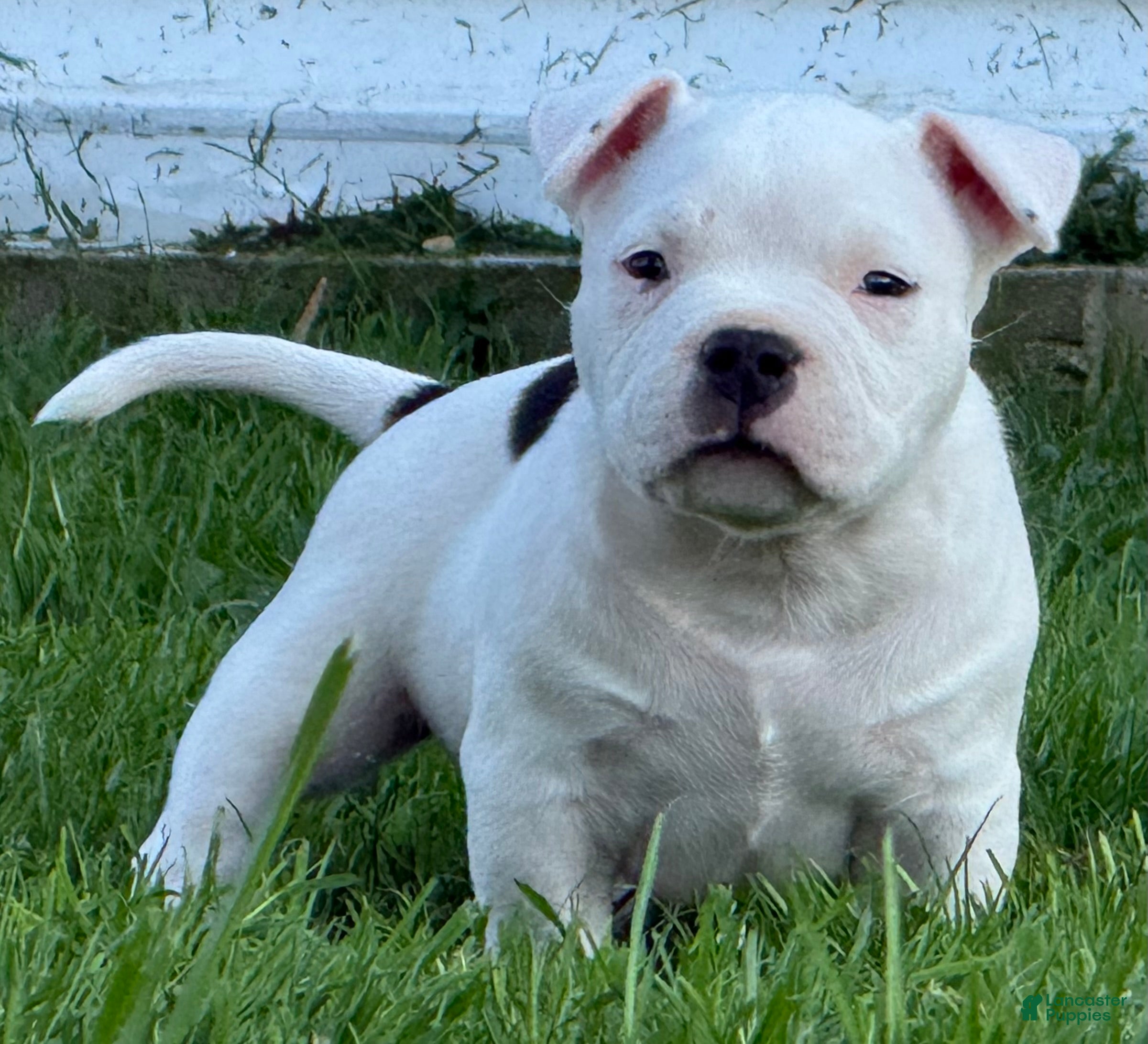 American Bully dogs Black/White Pied  - Ad 1
