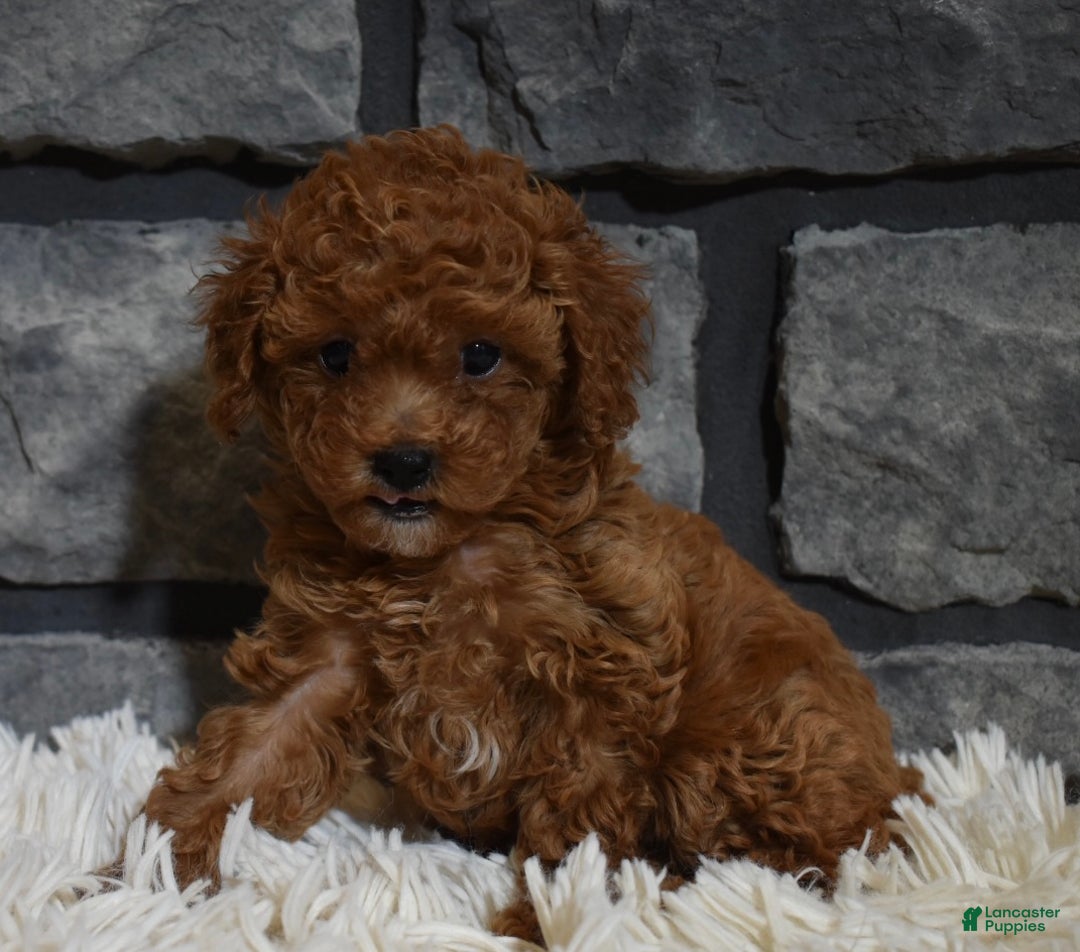Toy Poodle dogs for sale: Coco - Ad 5