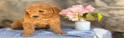 Goldendoodle dogs for sale: Margie - Ad 6