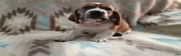 Basset Hound dogs for sale: Jimmy-red - Ad 5