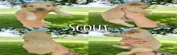 Mini Aussiedoodle dogs for sale: Scout - Micro Mini F1b - Ad 2