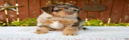 Mini Bernedoodle dogs for sale: Neil - Ad 6