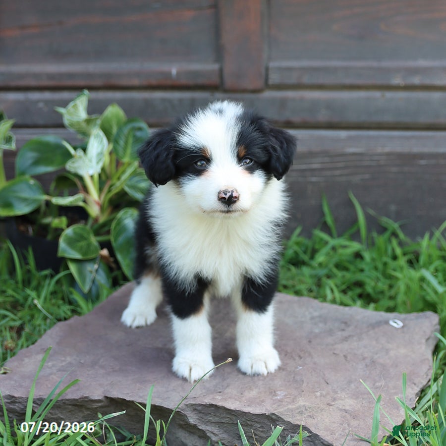 Australian Shepherd dogs Marshal - Ad 1