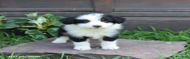 Marshal