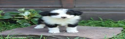 Australian Shepherd dogs for sale: Marshal - Ad 1