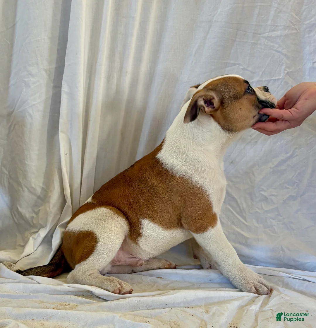 American Bulldog dogs for sale: American Bulldog Puppy 1 - Ad 3